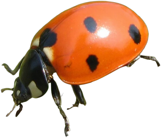 Tem duas pessoas me devendo flores no túmulo